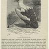 Vulturine sea-eagle (1/5 nat. size)