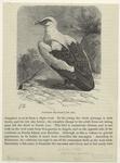 Vulturine sea-eagle (1/5 nat. size)