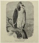 Warlike crested eagle (one-sixth natural size)