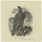 Golden eagle -- A'quila chrysáëtos