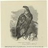 Imperial eagle -- A'quila mogilnik