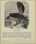Bonelli's hawk eagle (one-sixth natural size.)