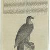 The Washington eagle (Halioetus washingtonii.)