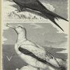 Fregattenvogel (Tachypetes aquilus), Weibchen ; Albatros oder Kapschaf (Diomedea exulans)