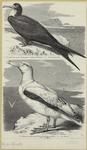 Fregattenvogel (Tachypetes aquilus), Weibchen ; Albatros oder Kapschaf (Diomedea exulans)