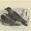 Jackdaw -- Corvus monédula