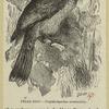 Friar bird -- Tropidorhynchus corniculátus