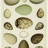 Eggs -- American water and game birds
