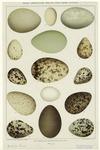 Eggs -- American water and game birds