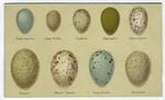 Various examples of birds' eggs