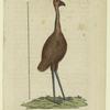 Der Emu oder der neuholländische Strauss