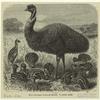 Emu (Dromaeus novae-hollandiae)