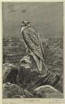 The Greenland falcon