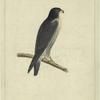 Falco nigriceps, cassin, male