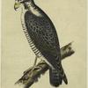 Falco peregrinus -- small Amer. falcon: Western duck hawk