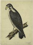 Falco peregrinus -- small Amer. falcon 