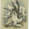 Gyrfalcon, Falco rusticolus ; Iceland falcon, Falco islandicus