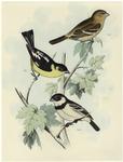 Fig. 1, Mexican goldfinch ; Fig. 2 & 3, Male & female Morelet's finch