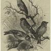 Song birds: The linnet, bullfinch, chaffinch, and goldfinch