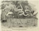 Flamingoes, in the gardens of the zoological society, Regent's-Park