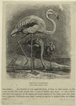 European flamingoes (one-sixth natural size.)