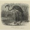 Flamingo -- Phoenicópterus ruber