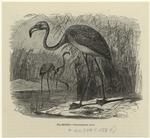 Flamingo -- Phoenicópterus ruber