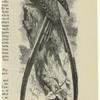Fork-tailed flycatcher - Mélvulus tyrannus
