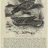 Common and red-necked nightjars