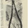 Lyre-tailed goat-sucker, Caprimulgus lyra