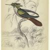 Trochilus chalybeus (Vieillot's humming-bird), native of Brazil