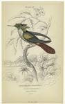 Trochilus chalybeus (Vieillot's humming-bird), native of Brazil