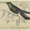 Trochilus gramineus -- adult male, native of St. Domingo, (black-breasted humming-bird)