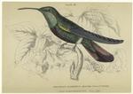 Trochilus gramineus -- adult male, native of St. Domingo, (black-breasted humming-bird)
