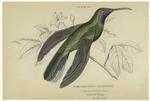 Campylopterus latipennis (blue-throated sabre-wing), native of Tobago