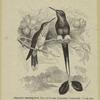 Flag-tailed humming bird, male and female (Steganurus underwoodi), 2/3 nat. size