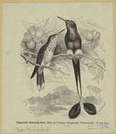 Flag-tailed humming bird, male and female (Steganurus underwoodi), 2/3 nat. size