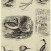 Goosanders ; Mergansers ; Smews ; Grebes ; Ancient Egyptian painting ; Northern diver