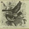 Cardinal grosbeak and hawfinch -- Cardinalis virginianus and Coccothraustes vulgaris