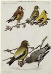 European goldfinch, Carduelis carduelis (Linnaeus) ; Goldfinch, Astragalinus tristis tristis (Linnaeus) ; Evening grosbeak, Hesperiphona vespertina vespertina (W. Cooper)