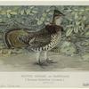 Ruffed grouse or partridge (Bonasa umbellus, Linnaeus)