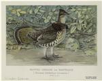 Ruffed grouse or partridge (Bonasa umbellus, Linnaeus)