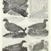 Wood grouse ; Black grouse ; Red grouse ; White grouse ; Partridge