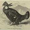 Prairie hen, or pinnated grouse