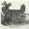 Pinnated grouse
