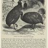 Crested and common guinea-fowls