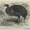 Vulture-like guinea-fowl on the ground