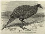 The vulturine guinea-fowl in the zoological society's gardens