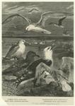 Common gull - Larus canus ; Black-backed gull - Larus máximus ; Skua gull - Stercorárius catarrhactes ; Kittiwake gull - Rissa trydáctyla