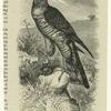 Sparrow hawk - Accipiter Nisus